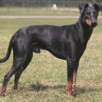 Manchester Terrier Small Dog Breed with Pictures