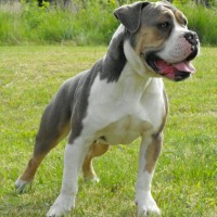 Olde English Bulldogge Large Dog Breed with Pictures