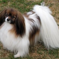 Papillon dog Small Dog Breed with Pictures