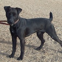 Patterdale Terrier Small Dog Breed with Pictures