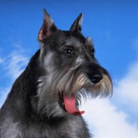 Pictures of Schnauzer Perros