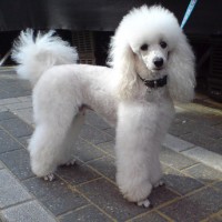 Poodle Small Dog Breed with Pictures