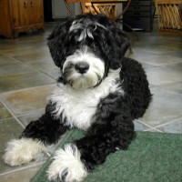 Portuguese Water Dog Least Health Problems