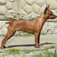 Prazsky Krysarik Small Dog Breed with Pictures