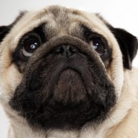 Pug Small Dog Breed with Pictures