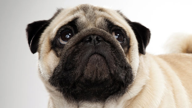 Pug Small Dog Breed with Pictures