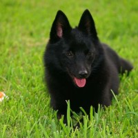 Schipperke Small Dog Breed with Pictures
