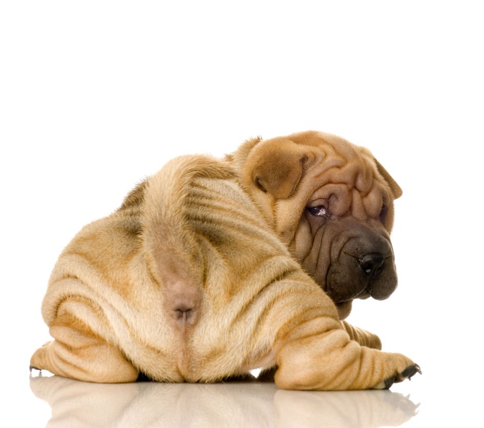 Shar pei relaxed dog breed