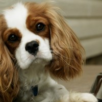 So Cute King Charles Spaniel Dog