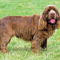 Sussex Spaniel Small Dog Breed with Pictures