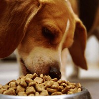 The Best Dog Food For Your Dog or Puppy