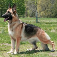 The German Shepherd Smartest Dog Breed