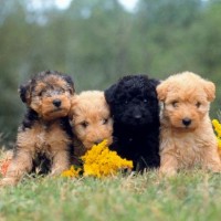 The Lakeland Terrier Least Health Problems