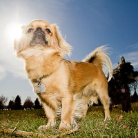 Tibetan Spaniel Small Dog Breed with Pictures