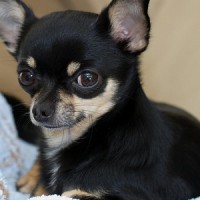 Top Chihuahua Dog Breeds To Keep As Puppy