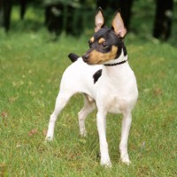Toy Fox Terrier Small Dog Breed with Pictures