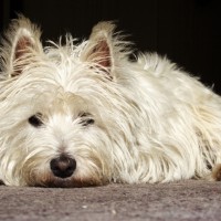 West Highland White Terrier Small Dog Breed with Pictures