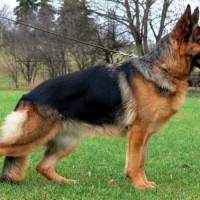 What To Know About German Shepherd Puppies