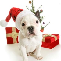 What is your Christmas Gift Ideas for your Dog or Puppy