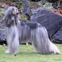 White n Gray Afghan Hound Dog Picture