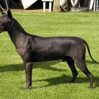Xoloitzcuintle Small Dog Breed with Pictures