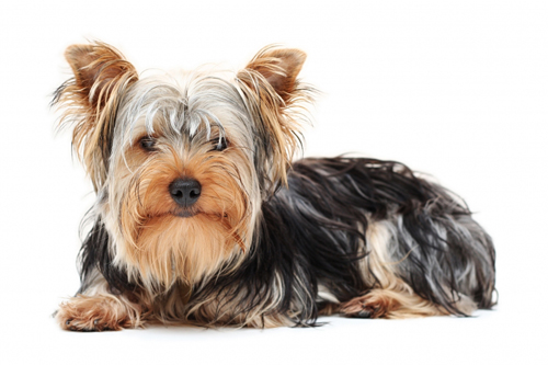 Yorkshire Terrier Small Dog Breed with Pictures