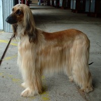 afghan hound dog breed picture