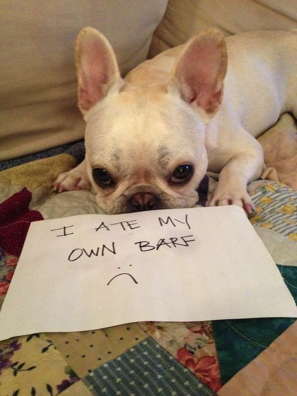 ate own barf funny dog picture