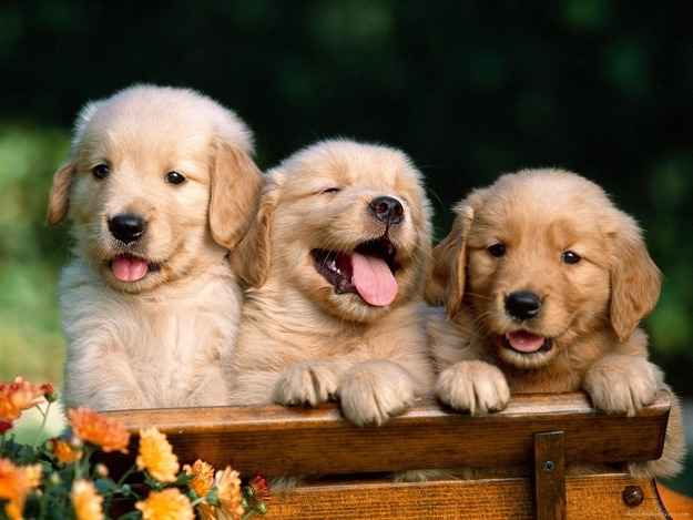 awesome laugh funny golden retrievers picture