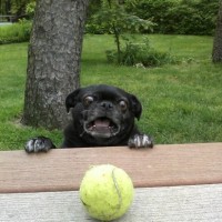 ball is beyond funny dog pictures