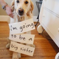 big sister funny dog picture