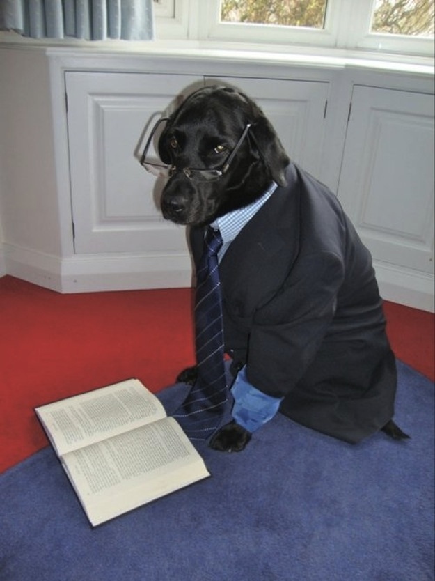 black labrador wants to be shakespeare funny dog picture