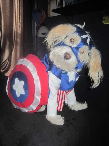 captain ameri dog funny dog picture