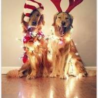 celebrating christmas dog picture