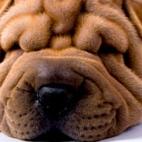 chinese shar pei close up picture