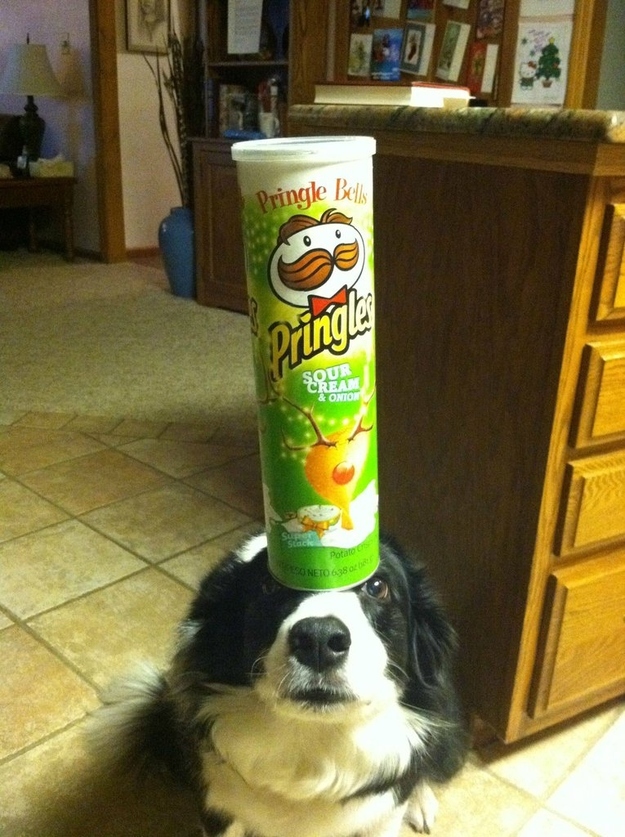 chips packet on the head funny picture