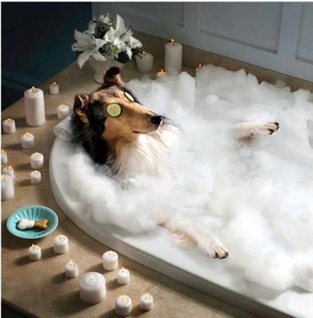 collies enjoying spa funny dog picture