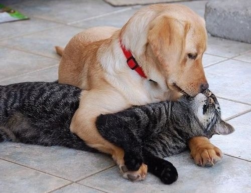 crazy love kiss to cat funny dog pictures