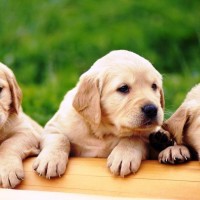 cute golden retriever puppies picture