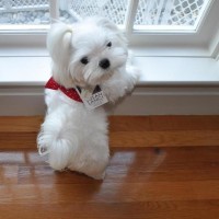 cute white teacup dog