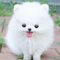 cute white teacup dog picture