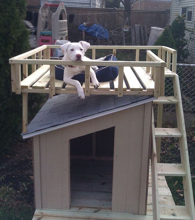 diy dog houses ideas with stairs to go on top