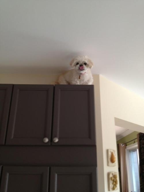 dog climbing above the desk funny picture