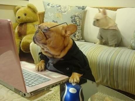 dog doing online shop funny pictures