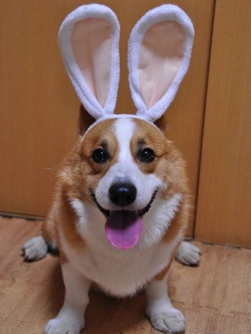 dog dress up like rabbit funny picture