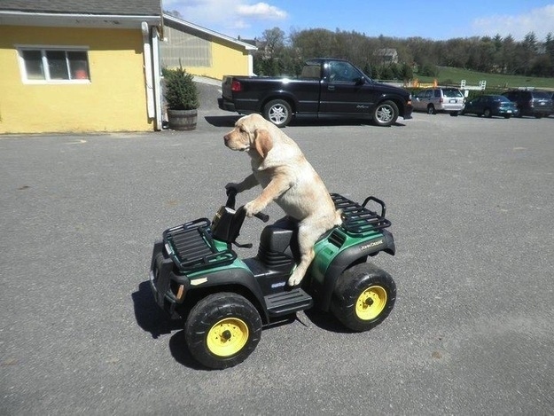 dog driving a tractor funny picture