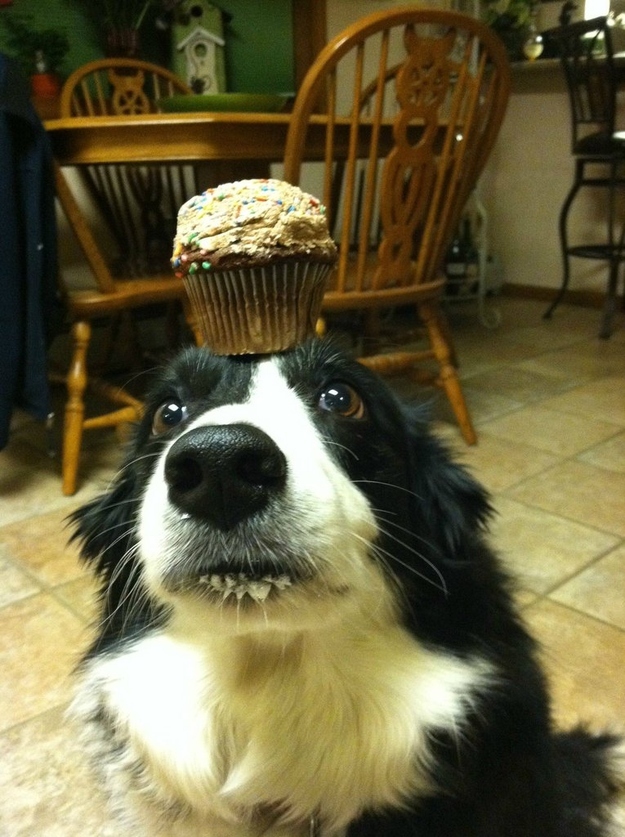dog earned cupcake funny picture