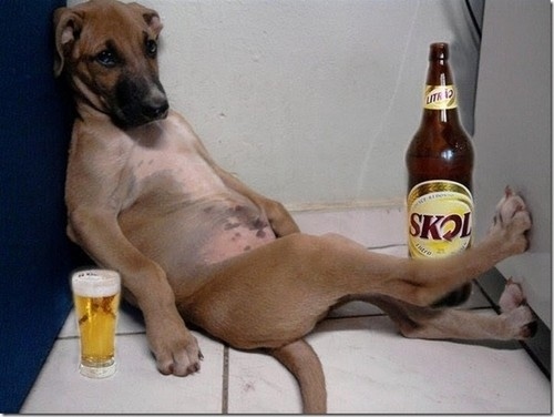 dog enjoying beer funny picture