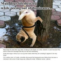 dog facts and pictures