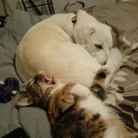 dog farts is killing for cat